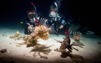 Nachttauchen - Night Diving