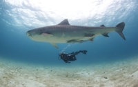 SSI Shark Ecology Diver