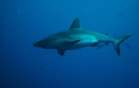 SSI Shark Ecology Diver